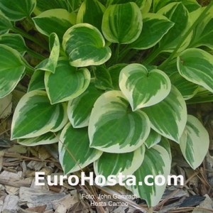 Hosta Cameo - Eurohosta