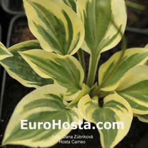 Hosta Cameo - Eurohosta