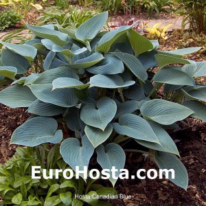 Hosta Canadian Blue - Eurohosta