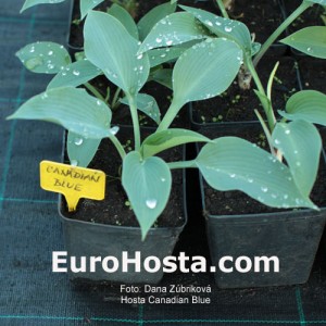 Hosta Canadian Blue - Eurohosta