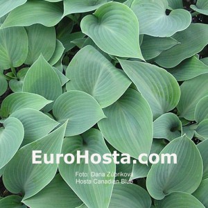 Hosta Canadian Blue - Eurohosta