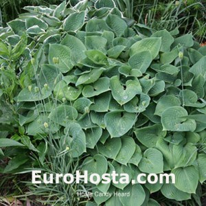 Hosta Candy Hearts - Eurohosta