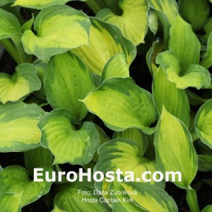 Hosta Captain Kirk - Eurohosta