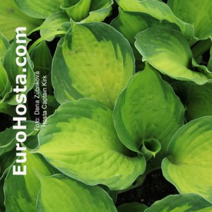 Hosta Captain Kirk - Eurohosta