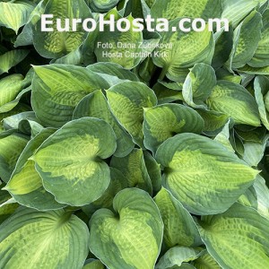 Hosta Captain Kirk - Eurohosta