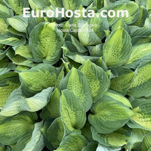 Hosta Captain Kirk - Eurohosta