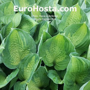 Hosta Captain Kirk - Eurohosta