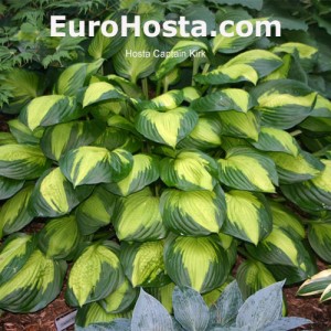 Hosta Captain Kirk - Eurohosta