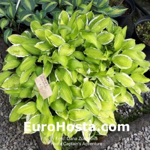 Hosta Captain's Adventure - Eurohosta