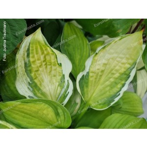 Hosta Captain's Adventure - Eurohosta