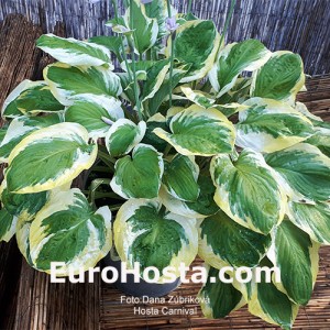 Hosta Carnival - Eurohosta