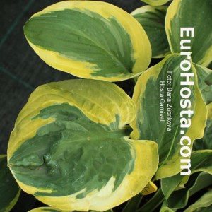 Hosta Carnival - Eurohosta