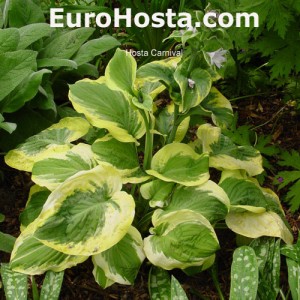 Hosta Carnival - Eurohosta