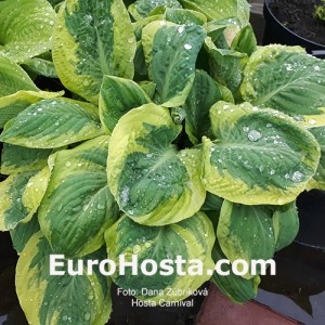 Hosta Carnival - Eurohosta