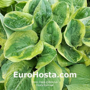 Hosta Carnival - Eurohosta