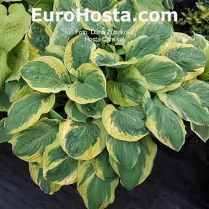 Hosta Carnival - Eurohosta