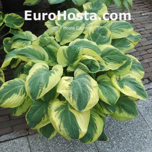 Hosta Carnival - Eurohosta