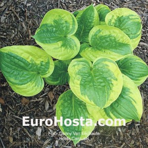 Hosta Carousel - Eurohosta