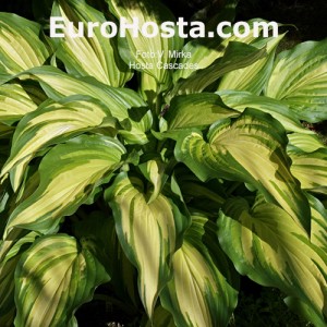 Hosta Cascades