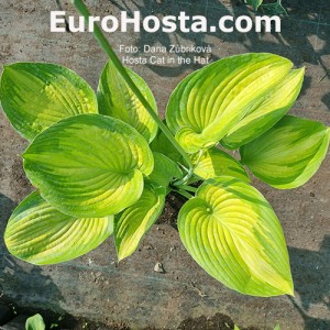 Hosta Cat in the Hat