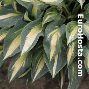 Hosta Catherine - Eurohosta