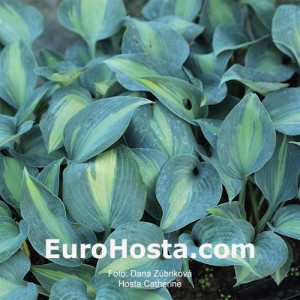 Hosta Catherine