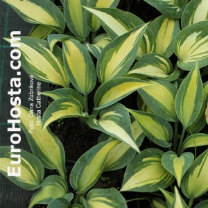 Hosta Catherine