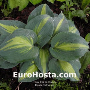 Hosta Catherine - Eurohosta