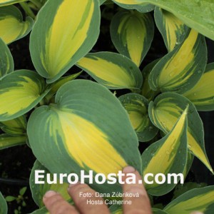 Hosta Catherine - Eurohosta