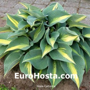 Hosta Catherine - Eurohosta