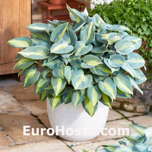 Hosta Catherine