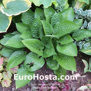 Hosta Celtic Uplands