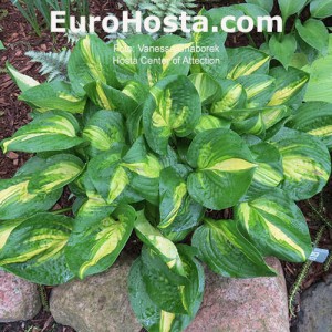 Hosta Center of Attention