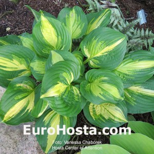 Hosta Center of Attention