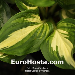 Hosta Center of Attention 