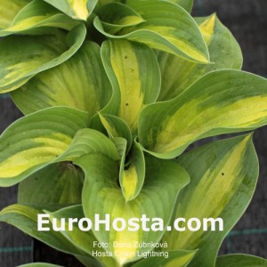 Hosta Chain Lightning - Eurohosta