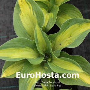 Hosta Chain Lightning - Eurohosta