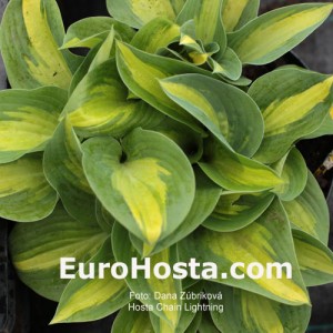 Hosta Chain Lightning - Eurohosta