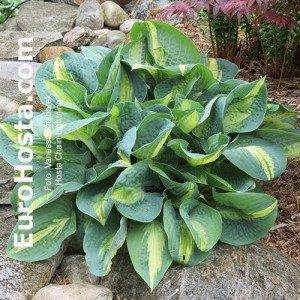 Hosta Chain Lightning