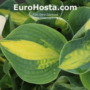 Hosta Chain Lightning - Eurohosta