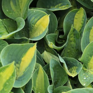 Hosta Chain Lightning - Eurohosta