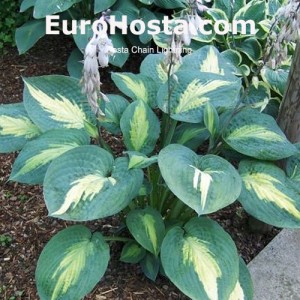 Hosta Chain Lightning - Eurohosta