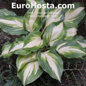 Hosta Champagne for All