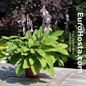 Hosta Chartreuse