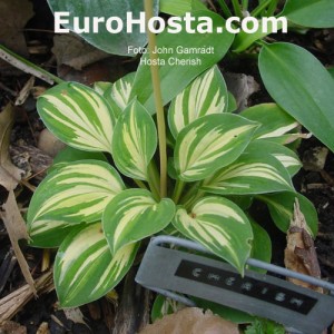 Hosta Cherish - Eurohosta