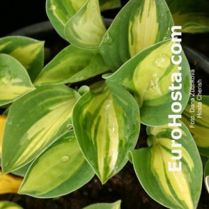 Hosta Cherish - Eurohosta