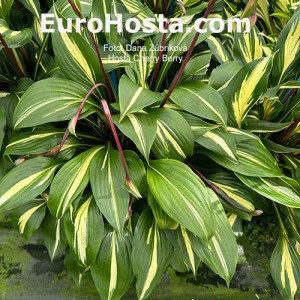 Hosta Cherry Berry