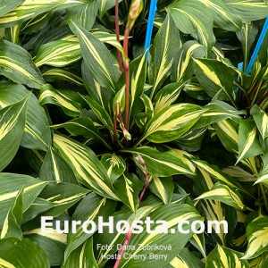 Hosta Cherry Berry