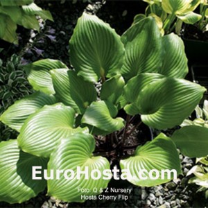 Hosta Cherry Flip