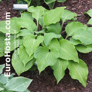 Hosta Cherry Flip